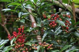 Bois de Noël-Ardisia crenata- Primulacée - exo