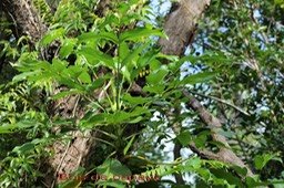 Bois de papaye- Polyscias repanda- Araliacée-B