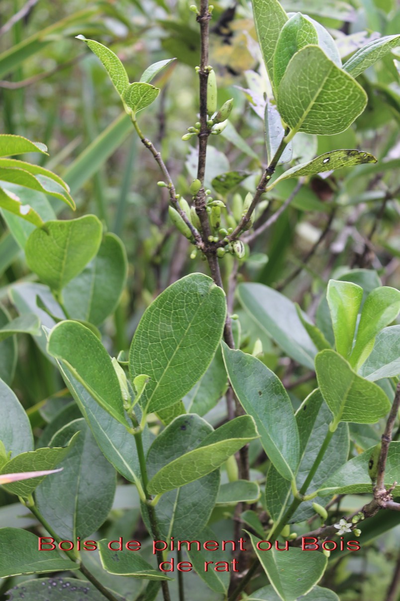 Bois de piment- Geniostoma borbonicum -