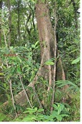 Bois de pomme blanc - Syzygium borbonicum - Myrtacée - B