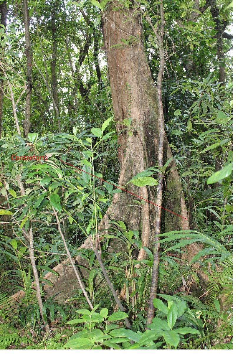 Bois de pomme blanc - Syzygium borbonicum - Myrtacée - B