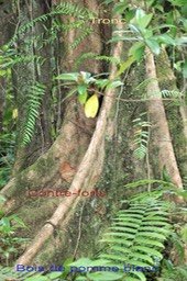 Bois de pomme blanc- Syzygium borbonicum - Myrtacée - B