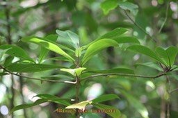 Bois de savon- Badula grammisticta- primulacée-B