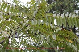 Bois de zévi marron ou Bois blanc rouge- Poupartia borbonica - Anacardiacée- B