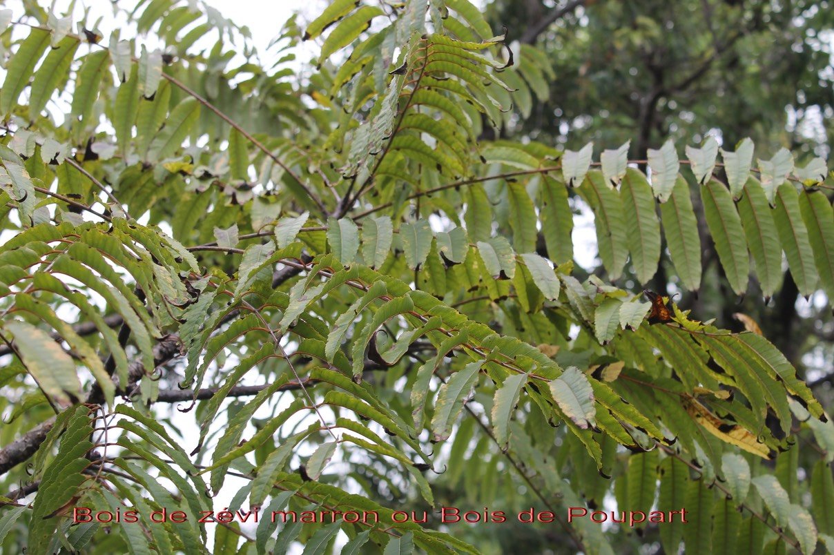Bois de zévi marron ou Bois blanc rouge- Poupartia borbonica - Anacardiacée- B