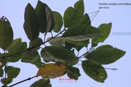 Bois maigre- Nuxia verticillata