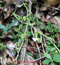 Cardamome- Elettaria cardamomum- Zingibéracée- exo