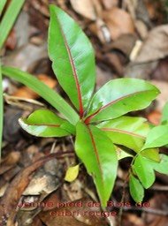 Casearia coriacea- Jeune pied
