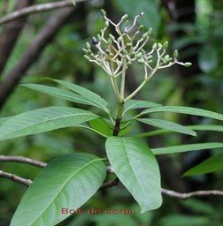 Chassalia corallioides- Rubiacée - B