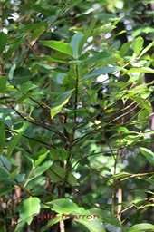 Coffea mauritiana