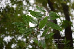 DSC_4556