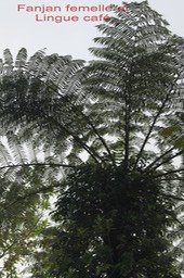 Fanjan femelle - Cyathea excelsa et Lingue café