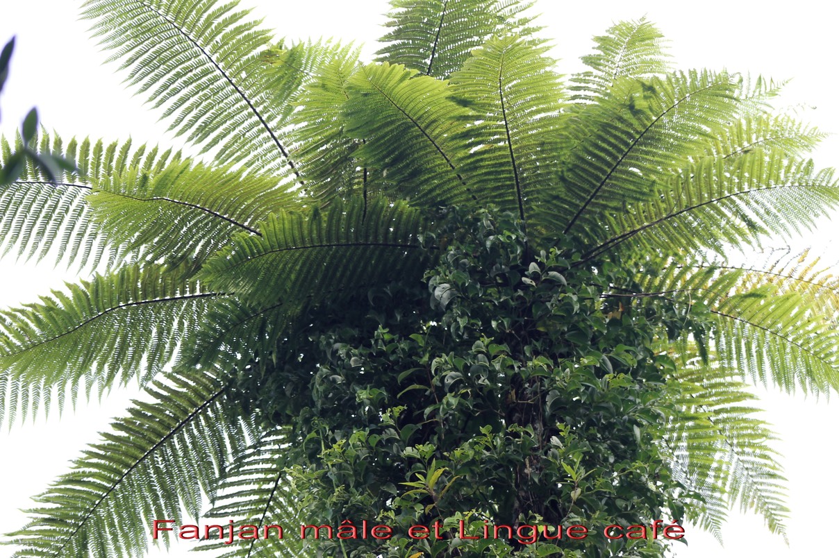Fanjan mâle- Cyathea borbonica et Linge café- Mussaenda arcuata