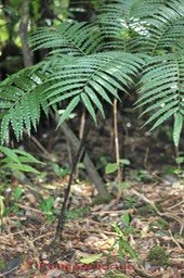 Fougère tortue- Ptisana fraxinea- Marattiacée-I
