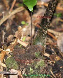 Fougère tortue-Ptisana ex Marattia fraxinea-Marattiacée- I