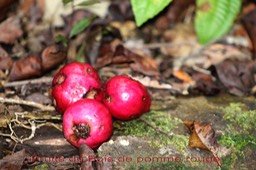 Fruits du Bois de pomme rouge
