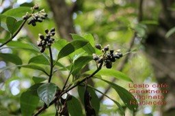 Gaertnera vaginata- Rubiacée - BM