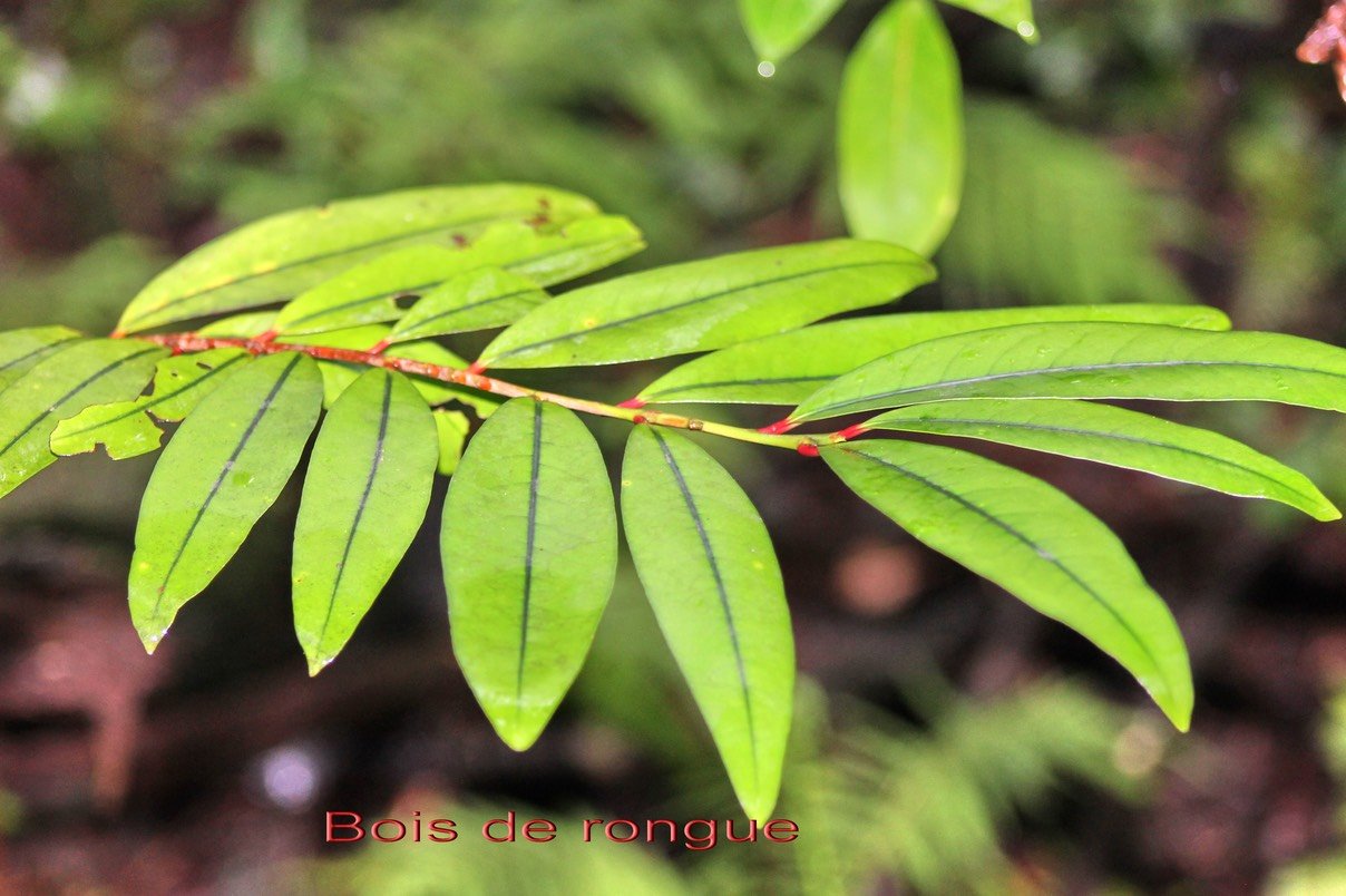 Gros bois de rongue- Erythroxylon laurifolium - Erythroxylacée - BM