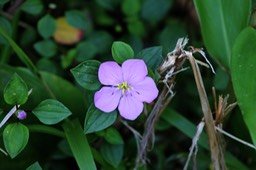 Heterocentron sp - Mélastomatacée- exo