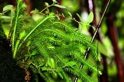 Huperzia squarrosa - Lycopodiacée - I