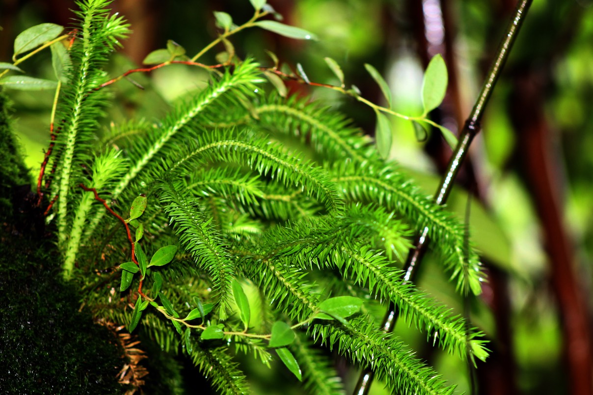 Huperzia squarrosa - Lycopodiacée - I