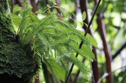 Huperzia squarrosa- I