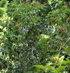 Joli coeur - Pittosporum senacia- Pittosporacée - M