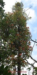 Labourdonnaisia calophylloides