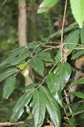 Mafatambois- Cnestis glabra - Connaracée- I