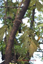 Mafatambois- Cnestis glabra- Connaracée- I