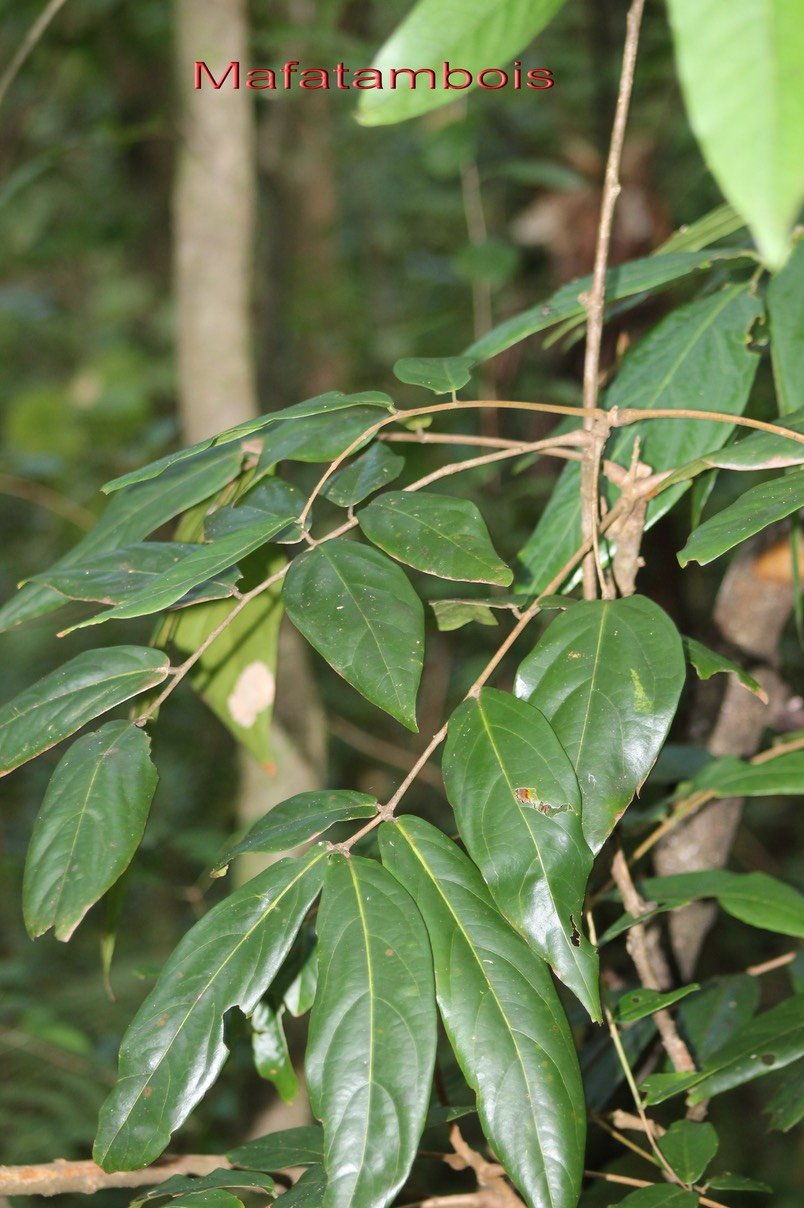 Mafatambois- Cnestis glabra - Connaracée- I