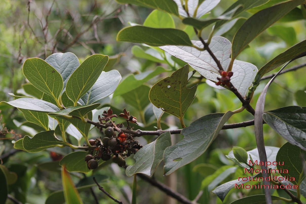 Mapou- Monimia rotundifolia- Monimiacée - BM