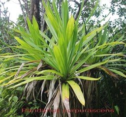 Pandanus purpurascens- Pandanacée- B