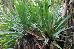 Pandanus purpurascens- Pandanacée-B