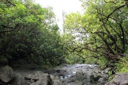 Paysage- Forêt du Tremblet-Ravine Pont Rouge