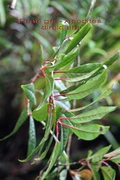 Peau gris- Apodites dimidiata