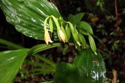 Phaius ou Phajus tetragonus