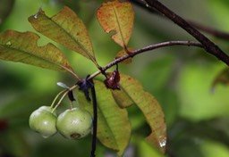 Prune rat- Les fruits