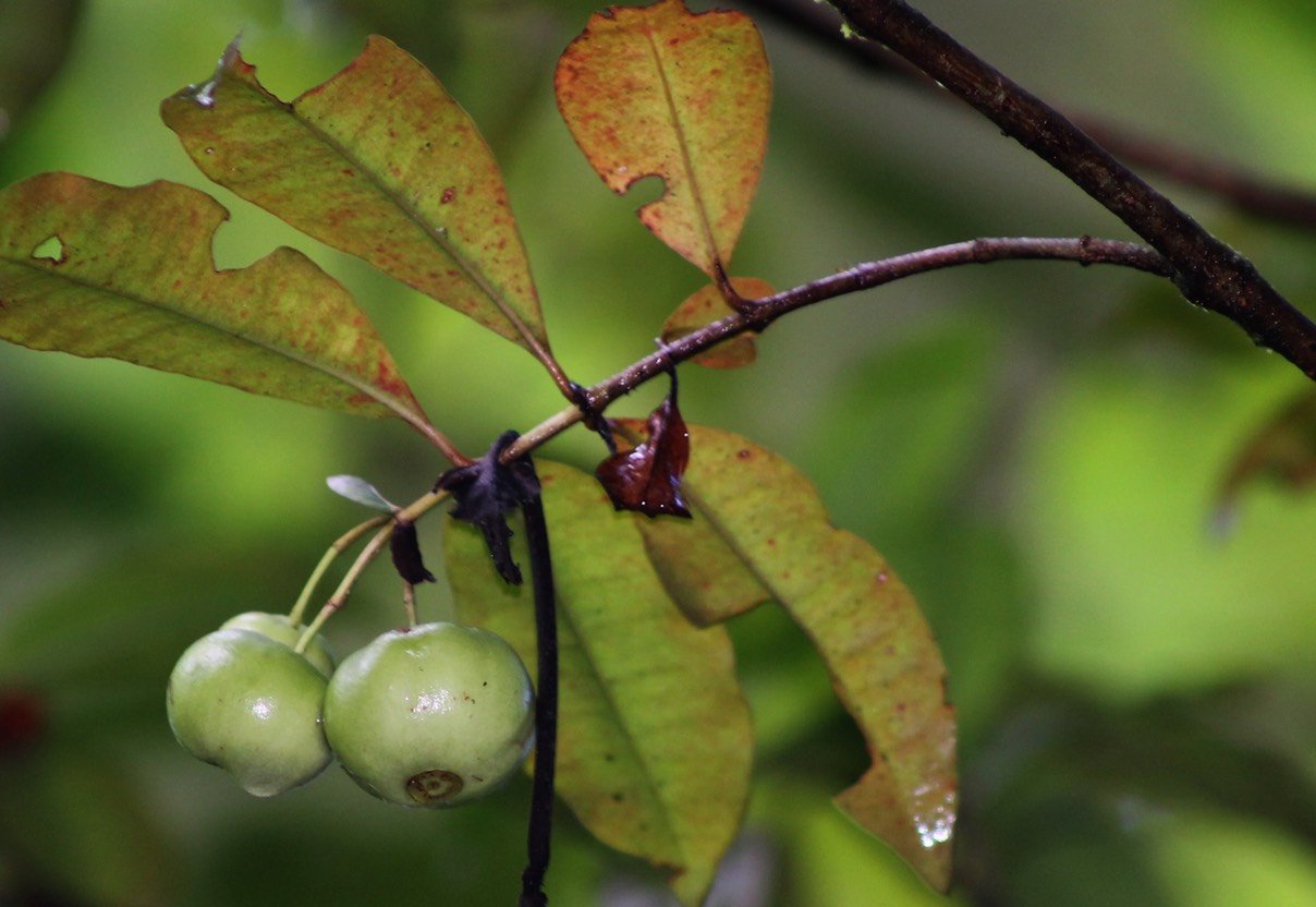 Prune rat- Les fruits