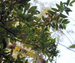 Prune rat- Myonima obovata- Rubiacée - BM