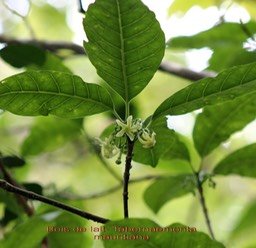 Tabernaemontana mauritiana - Apocynacée