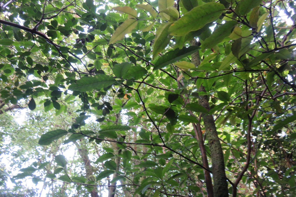 Tabernaemontana mauritiana - Bois de lait - Apocynaceae