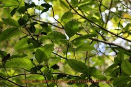 Tabernaemontana mauritiana