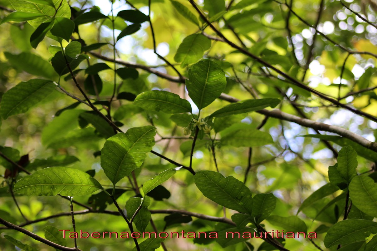 Tabernaemontana mauritiana