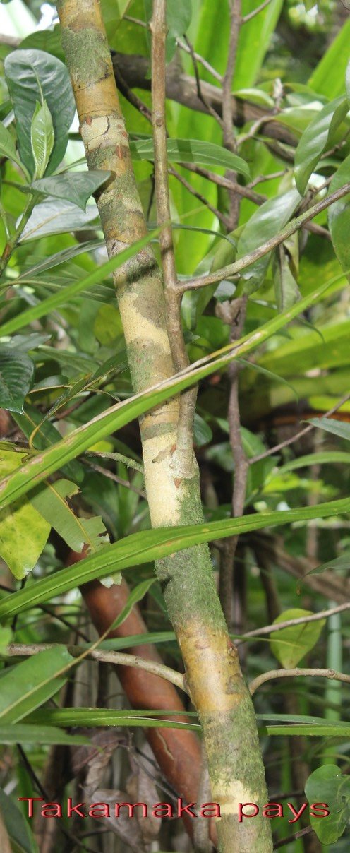 Takamaka pays- Calophyllum tacamahaca- Guttifères- BM