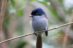 Tersiphone borbonnensis