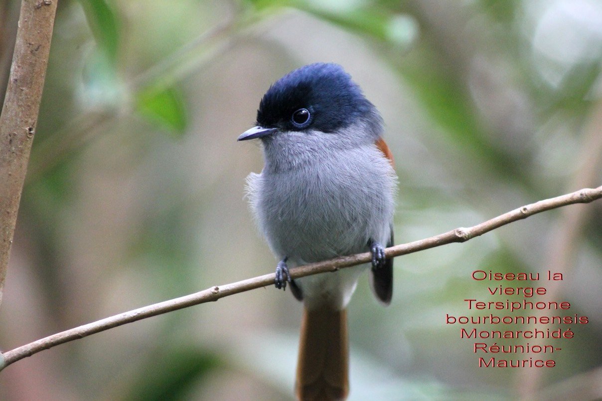 Tersiphone borbonnensis