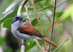Tersiphone bourbonnensis- Le mâle