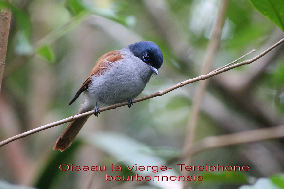 Tersiphone bourbonnensis- Monarchidé- BM