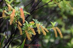 Weinmannia tinctoria